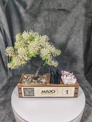 Cafe ve Restoran için Doğal Ahşap Menaj Takımı (Şekerlik, Peçetelik, Sosluk) - Model 4